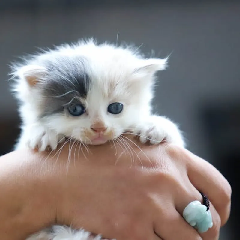 Person Holding Kitten