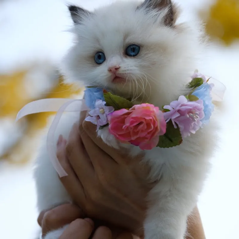 White Kitten