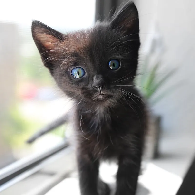 Black Kitten Blue Eyes