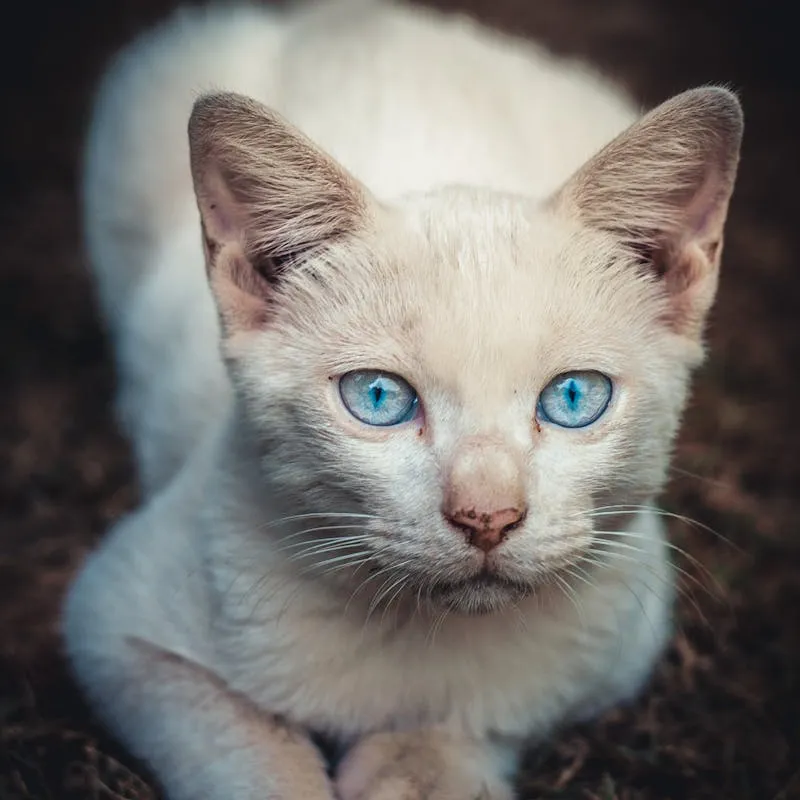 White Kitten on Grass