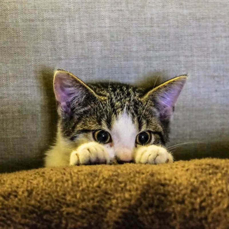 Kitten Behind Pillow